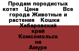 Продам породистых котят › Цена ­ 15 000 - Все города Животные и растения » Кошки   . Хабаровский край,Комсомольск-на-Амуре г.